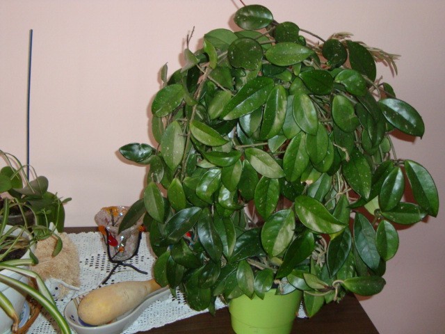 moja Hoya